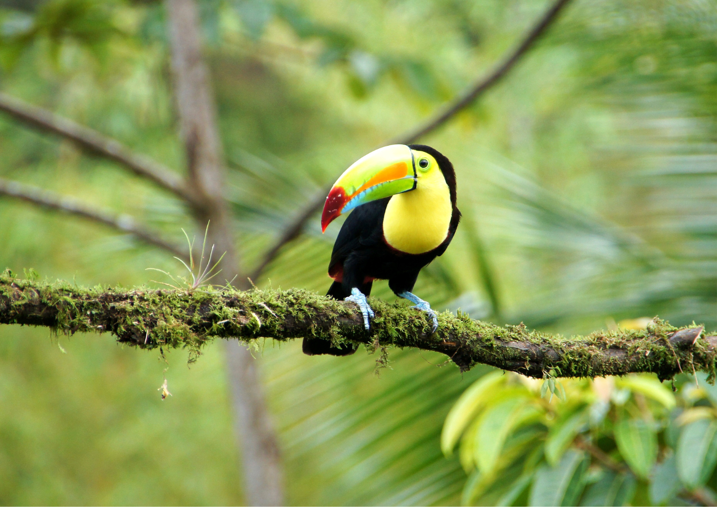 Tucani colorați în pădurea tropicală